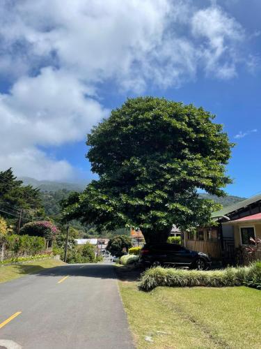 a large tree in front of a house at Hostal Vista Boquete in Bajo Boquete
