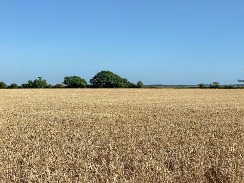 a field of wheat with trees in the background at The Cabin in Southbourne