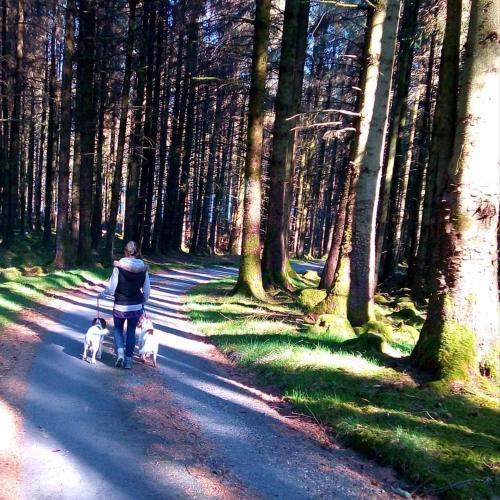 a person walking two dogs down a road at Forester's Retreat Glamping - Cambrian View- Vaccinated dogs over the age of 2 are accepted in Aberystwyth