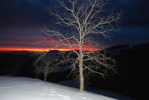 two trees in the snow with the sunset in the background at Country House & Spa in Mislinja