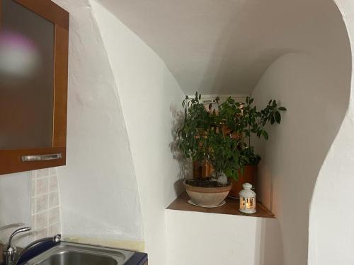 una cucina con lavandino e una pianta su un bancone di PIAZZETTA DEL FORNO appartamento ad Assergi