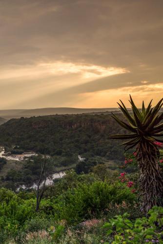 a palm tree sitting on top of a hill at Magari Safari Villa in Vaalwater