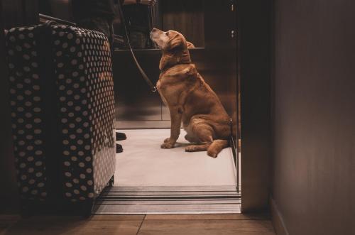 a dog sitting on a leash looking up at a door at Apartamenty MonteVerde w Świeradowie-Zdroju in Świeradów-Zdrój
