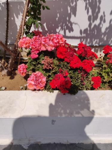 a flower pot filled with red flowers on a wall at Captain Pier Hotel in Protaras