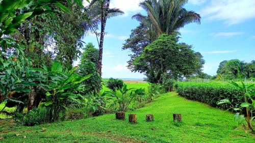 a garden with palm trees and a field of grass at Encanto Lodge in Drake