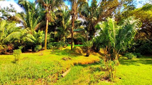 a green yard with palm trees and grass at Encanto Lodge in Drake