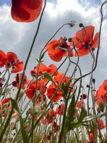 a bunch of red flowers in a field at The Log Cabin in Wimborne Minster
