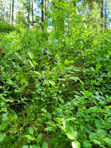 a field filled with lots of green plants and trees at Bokskogens Guesthouse in Kulltorp