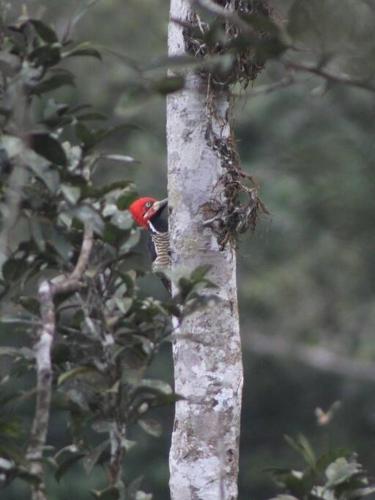a red bird is sitting on a tree branch at Villa La Vista of Panama City and magestical mountains from infinity pool in Cerro Azul