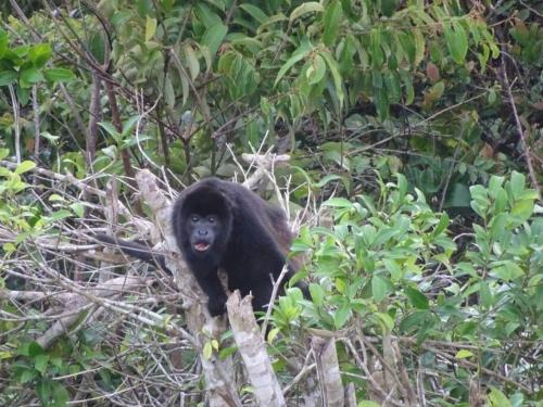 a small black monkey standing in a tree at Villa La Vista of Panama City and magestical mountains from infinity pool in Cerro Azul