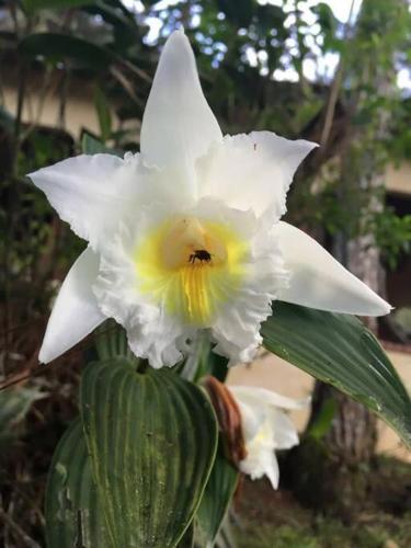 a white flower with a bee on top of it at Villa La Vista of Panama City and magestical mountains from infinity pool in Cerro Azul