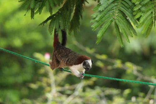 a bird perched on a clothes line at Villa La Vista of Panama City and magestical mountains from infinity pool in Cerro Azul