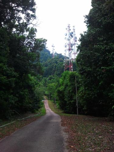 a road in the middle of a forest with trees at T'Rai Homestay in Dungun