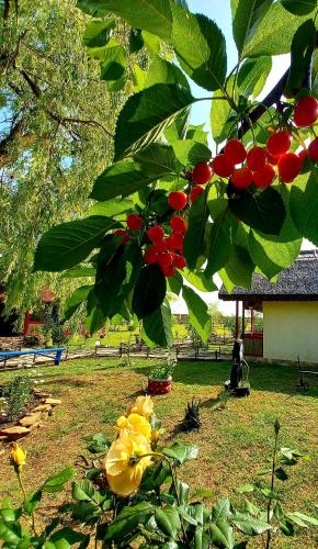 Taman di luar Pensiunea Clisciova