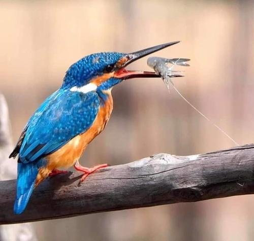 a blue bird standing on a branch with a fish in its mouth at Sriyan Villa in Beruwala