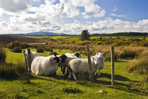 a group of sheep standing behind a fence in a field at Newtown Farm Country House in Ardmore