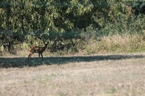 Animales en la casa o chalet o alrededores