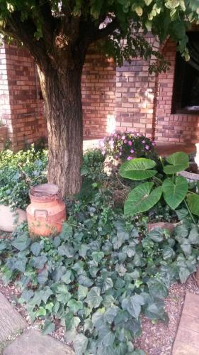 a tree sitting next to a bunch of green plants at VAAL RIVER GUEST HOUSE in Vanderbijlpark