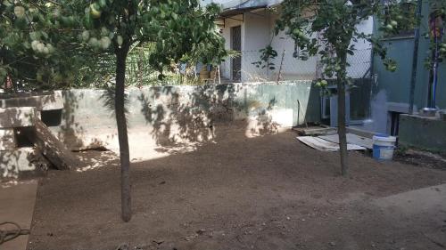 two trees standing in front of a house at Casa da Rosa in Arcozelo