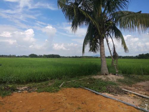 eine Palme vor einem Reisfeld in der Unterkunft HomeStay Abah Alor Pongsu 