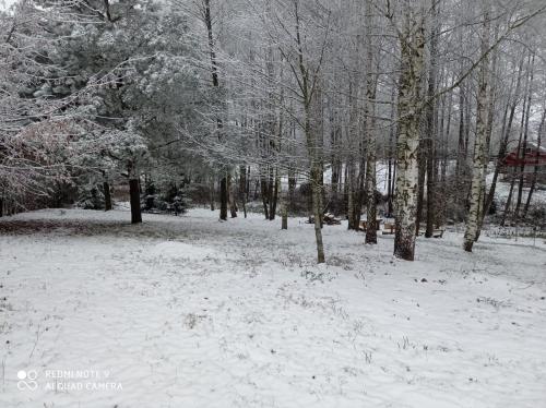a snow covered field with trees in a forest at Brzozowy Chillout in Dubeninki