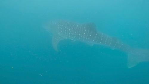 a whale shark swimming in the blue water at La Concepcion Cove Garden Resort in Moalboal