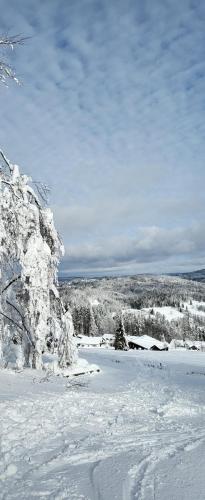 um campo coberto de neve com árvores à distância em 2 Zimmer Mitterdorf em Philippsreut