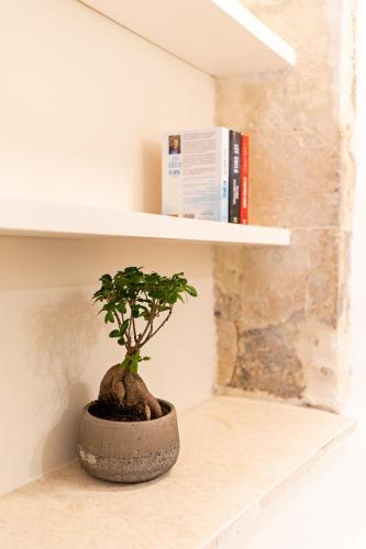a small bonsai tree sitting on a shelf at Casa Del Balsamo in Rethymno Town