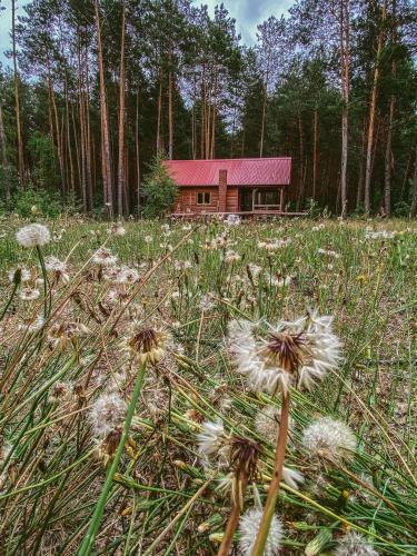 a house in the middle of a field with flowers at Domki w Sosnowym Lesie in Rembów
