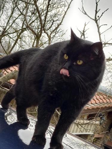 a black cat standing on top of a roof at Affittacamere La Fornace in Rigomagno