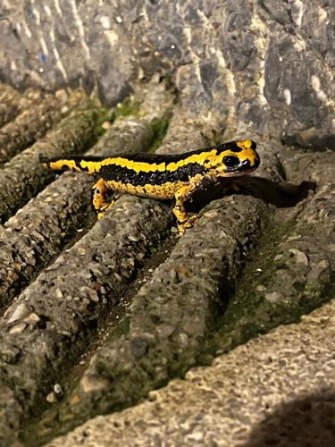 a yellow and black lizard sitting on a rock at La Casina de Colores de Cudillero in Cudillero