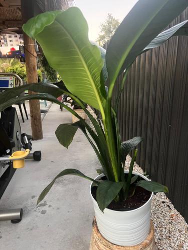 Paradise Oasis1 photo 11