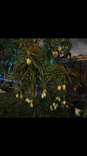 Paradise Oasis1 photo 17