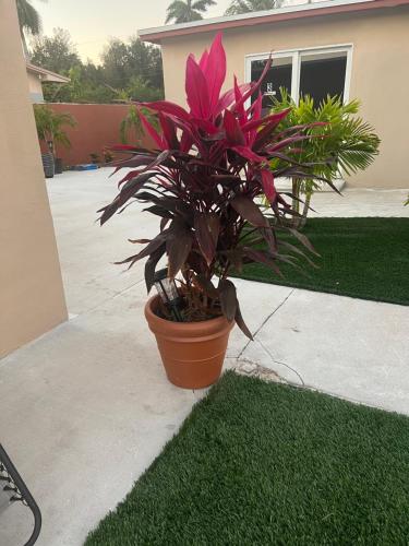 Paradise Oasis1 photo 23