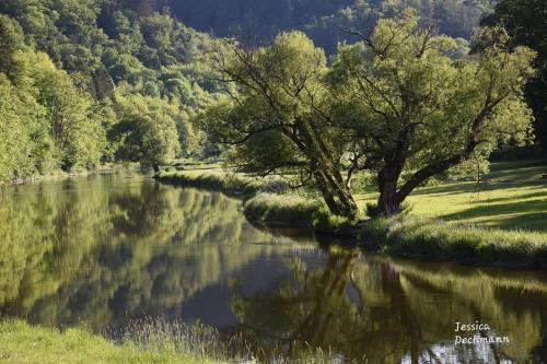 a tree on the side of a river at The Great View in Bouillon
