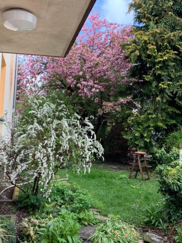 a garden with a tree with pink flowers at Apartament Blumenblick in Rielasingen-Worblingen