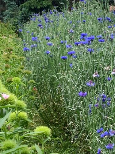 a field of blue flowers in a garden at Apartament Blumenblick in Rielasingen-Worblingen
