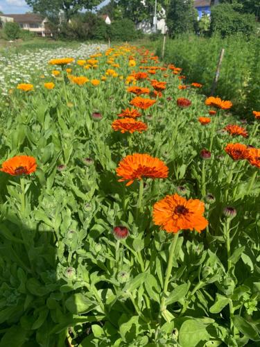 a bunch of orange flowers in a field at Apartament Blumenblick in Rielasingen-Worblingen