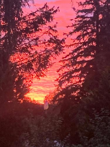 a sunset seen through the trees with a stop sign at Apartament Blumenblick in Rielasingen-Worblingen