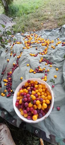 a large bowl of fruit on a table at Organic Family Farm in Žabljak