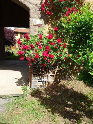 le petit paradis à St Pierre – Photos 3