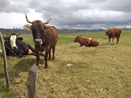 a group of cows sitting and standing in a field at Organic Family Farm in Žabljak