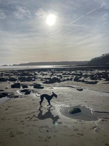a dog walking on a beach with the sun in the background at Adorable bedsit for you, partner and your pet! in Pembrokeshire