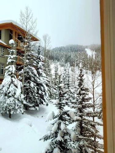 a view of a snow covered forest of trees at Panorama Springs Lodge in Panorama