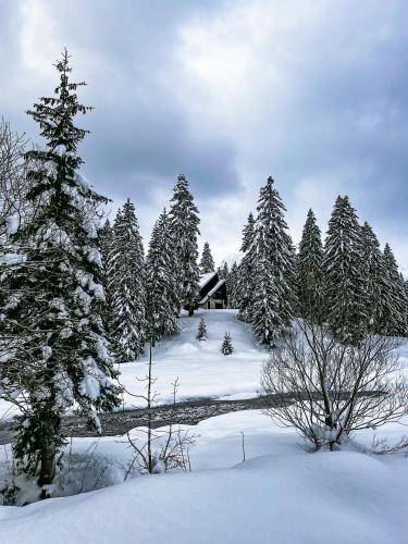 a group of trees covered in snow in front of a cabin at WIZARD APARTMENT in Žabljak