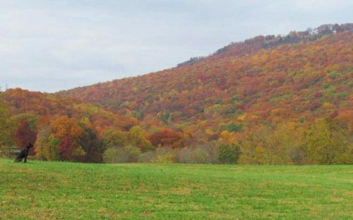 a horse standing in a field in front of a mountain at Signal Mountain Room at Tennessee RiverPlace in Chattanooga
