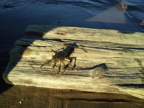 a crab sitting on top of a piece of wood at Signal Mountain Room at Tennessee RiverPlace in Chattanooga