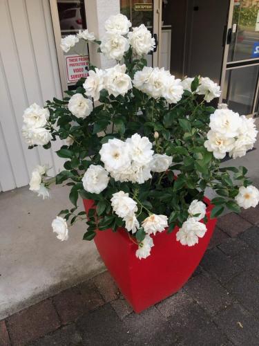 a red vase filled with white flowers on a sidewalk at Rosetown Motel in Te Awamutu