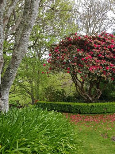 a bush filled with red flowers in a garden at Omaka Lodge in Taumarunui