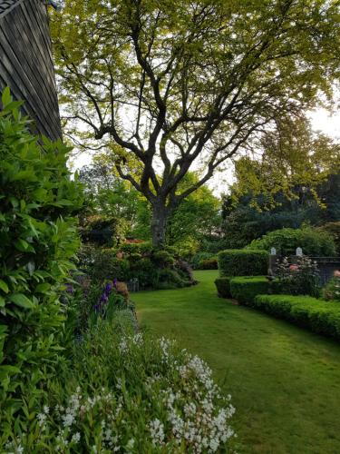 a garden with a tree and some bushes at Omaka Lodge in Taumarunui